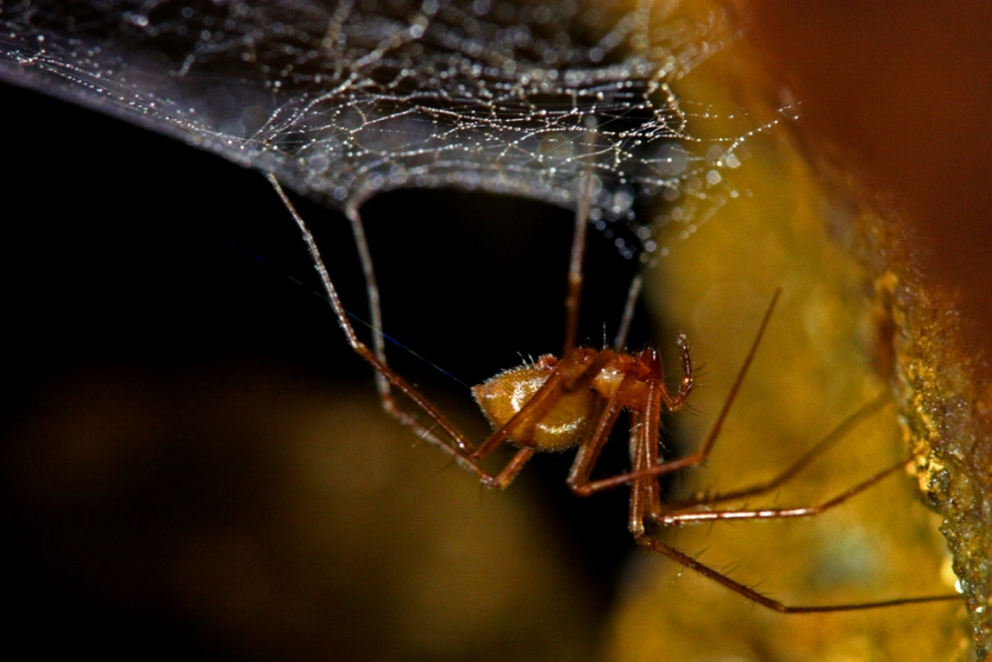 Aracnidi di grotta (Troglohyphantes vignai)